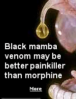A painkiller as powerful as morphine, but without most of the side-effects, has been found in the deadly venom of the black mamba.